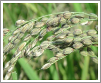 減農薬・減化学合成肥料栽培の黒米